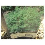 Alpine Currant - Green Mound