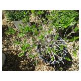 Hydrangea - Lime Light Shrub