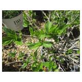 Hydrangea - Lime Light Shrub