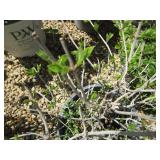 Hydrangea - Bobo Shrub