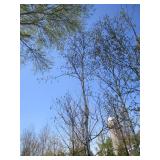 Birch - Prairie Dream, 20ft, 3-1/2" Caliper