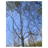 Birch - Prairie Dream, 20ft, 3-1/2" Caliper