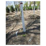 Birch - Prairie Dream, 20ft, 3-1/2" Caliper