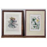 Framed Botanical Etching Pair - Wild Flowers