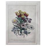 Framed Botanical Etching Pair - Wild Flowers