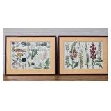 Framed Botanical Reference Book Cutout Pair - Mushrooms - Slipper Orchids