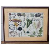 Framed Botanical Reference Book Cutout Pair - Mushrooms - Slipper Orchids