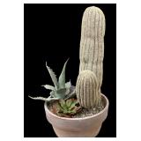 Vintage Cactus Plant Decor