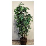 Pretty 7 Foot Variegated Ficus Tree