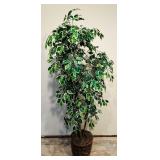 Pretty 7 Foot Variegated Ficus Tree