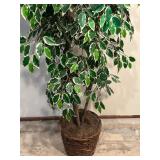 Pretty 7 Foot Variegated Ficus Tree