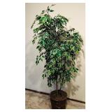 Pretty 7 Foot Variegated Ficus Tree