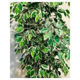 Pretty 7 Foot Variegated Ficus Tree
