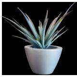 Home Decor including Faux Plant, Jeweler Box and Small Faux Aloe