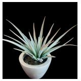 Home Decor including Faux Plant, Jeweler Box and Small Faux Aloe