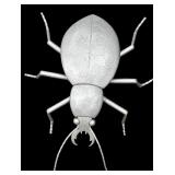 Yard Decor Large Silver Colored Beatle Figurine