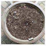 Large Cement Planter