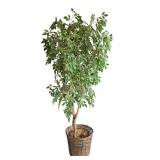 Faux Ficus Tree with Wicker Pot