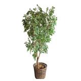 Faux Ficus Tree with Wicker Pot