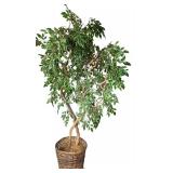 Faux Ficus Tree with Wicker Pot