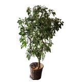 Faux Ficus Tree with Wicker Pot