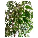 Faux Ficus Tree with Wicker Pot