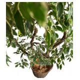 Faux Ficus Tree with Wicker Pot