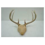 Mounted White Tail Antlers