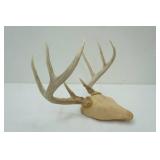 Mounted White Tail Antlers