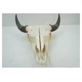European Mount Buffalo Skull