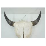 European Mount Buffalo Skull