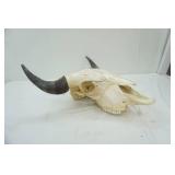 European Mount Buffalo Skull