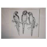 Framed Sketch of Three Parrots in Black and White