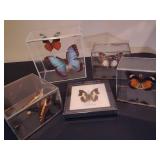 Shadow Box Butterflies