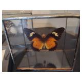 Shadow Box Butterflies
