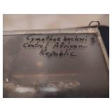 Shadow Box Butterflies