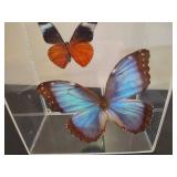 Shadow Box Butterflies