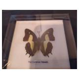 Shadow Box Butterflies