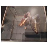Shadow Box Butterflies
