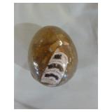 Orthoceras Fossil and Petrified Wood