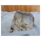 Orthoceras Fossil and Petrified Wood