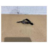 Tru Fire Release Edge FT Extreme Buckle Foldback