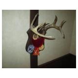 Small Mounted Deer Antler rack with...