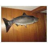 Taxidermy stuffed and mounted Salmo...