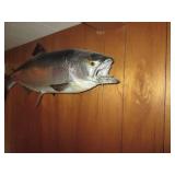Taxidermy stuffed and mounted Salmo...