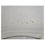 Hamilton Beach Microwave Oven - 1000 Watts, Used with Wear