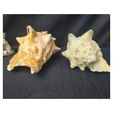 Collection of Porcelain Figures and Seashell Decorations