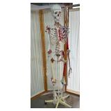 Lot of 2 Educational Full Life-Size Human Adult Medical Grade Skeleton Models – Used In Physical Therapy Office – One Needs Repair To Stand Straight – Great For Teaching Or Display! Both In Fair