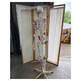 Lot of 2 Educational Full Life-Size Human Adult Medical Grade Skeleton Models – Used In Physical Therapy Office – One Needs Repair To Stand Straight – Great For Teaching Or Display! Both In Fair