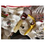 Lot of 2 Educational Full Life-Size Human Adult Medical Grade Skeleton Models – Used In Physical Therapy Office – One Needs Repair To Stand Straight – Great For Teaching Or Display! Both In Fair